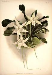 Angraecum sesquipedale